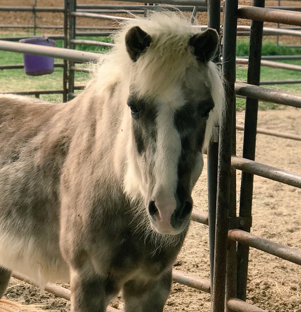 TejasRodeo's tweet photo. Bring the kiddos out Saturday for the rodeo so they can meet Buttercup! He’ll be ready for pony rides! #rodeo https://t.co/IwJNdYcCRR