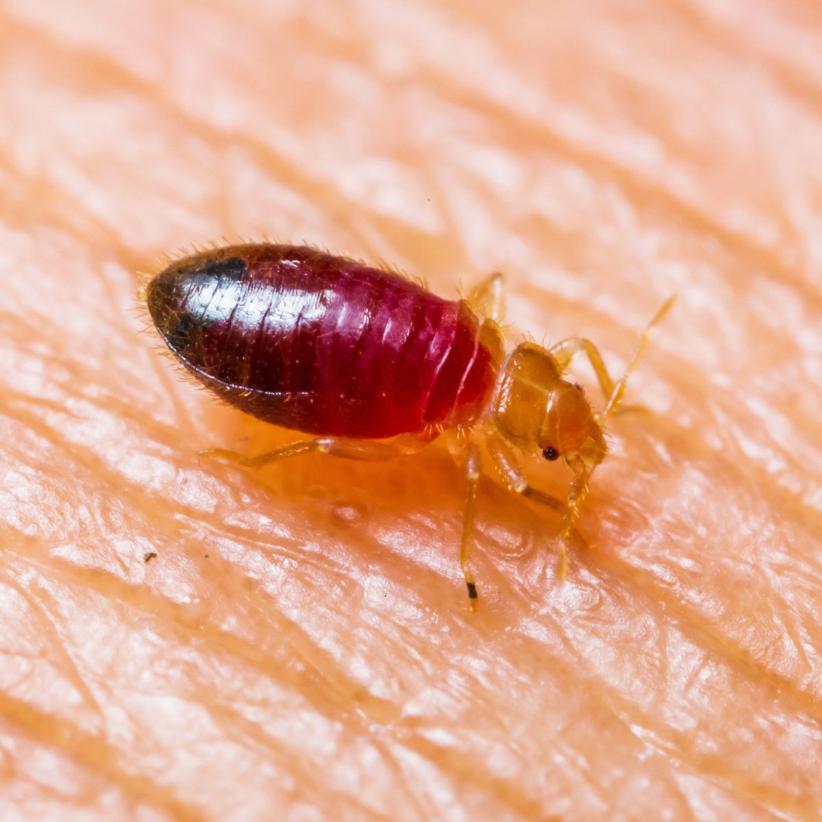 ClearVueTraps's tweet image. As this article proves, not paying attention to a #bedbug infestation can be a VERY costly mistake for landlords, property managers and rental property owners. Protect your investment at bedbugtraps.com - ht.ly/B6z230jjW25