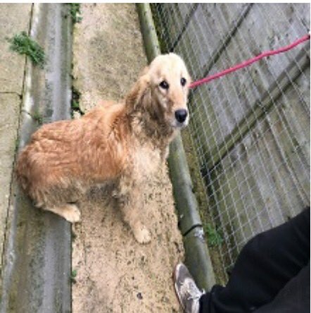 @FindStolenDaisy @PcsharonPage This couldn’t be her if she’s been living rough could it - saw on Found in the Pound U.K. Facebook group