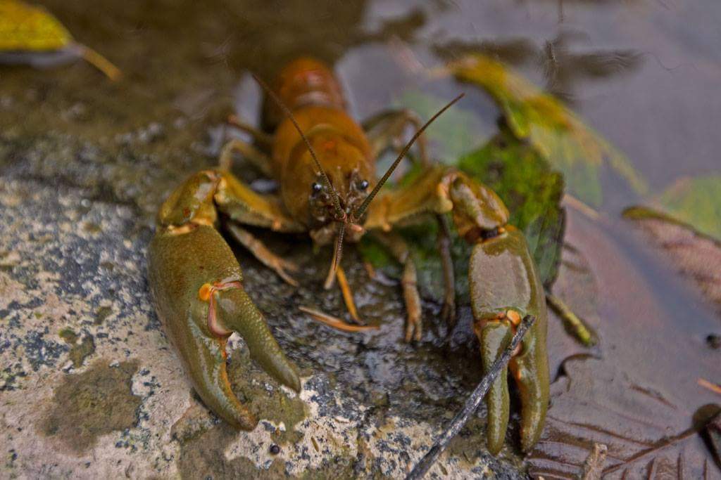gtainvasion's tweet photo. First sighted in the Kawartha Lakes region in the 1960s, the large and aggressive #RustyCrayfish has spread throughout Ontario. The females can carry up to 200 fertilized eggs under her tail! #GTAinvasion #invasivespecies #invasivepests #invasive #toronto #GTA #Scarborough #alien https://t.co/1l5ETlr8ec