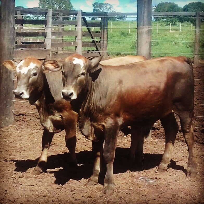 gugabianco's tweet photo. Genética Simbrasil a serviço da pecuária brasileira! #goiania #goias #tocantins #ranchlife #simbrah #simbrasil #simbrasilgugabianco #saomigueldoaraguaia #cruzamentoindustrial #boatarde #fazenda #fazendeiro #pecuaria #agro #agronegocio https://t.co/EYvr5EcpdU