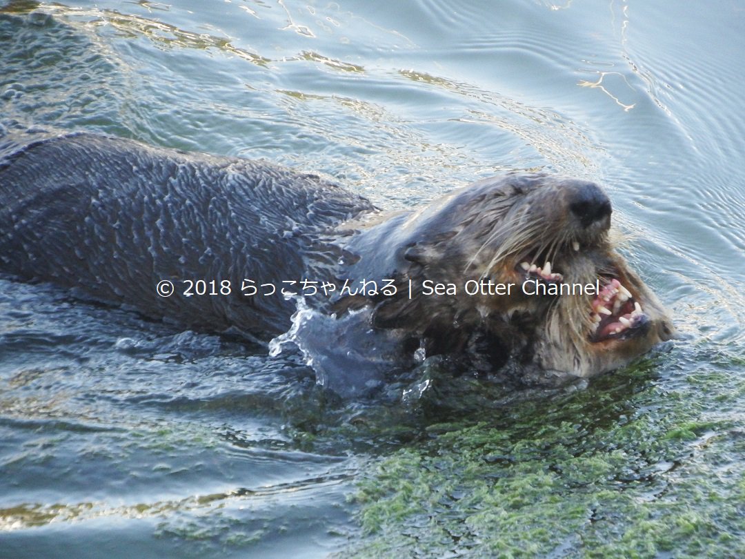 ラッコ は交尾の際オスがメスの鼻に噛みつくため、メスはひどい怪我を