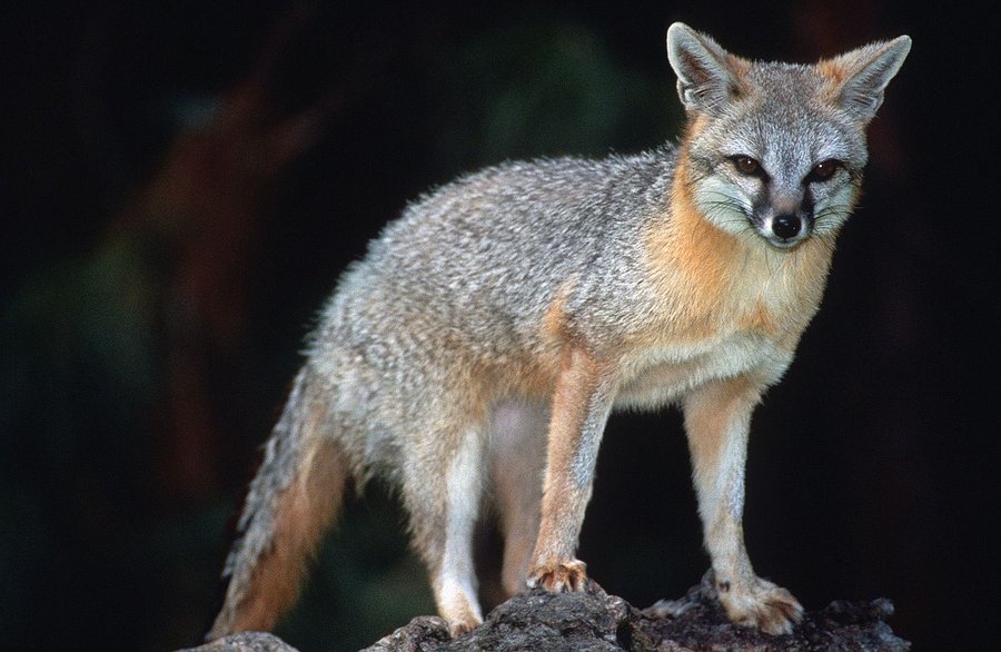 Fox attack reported in Saguaro National Park | News 