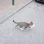 ふわふわの毛糸の束をくわえて持ち去る猫がメルヘンでかわいすぎるｗ