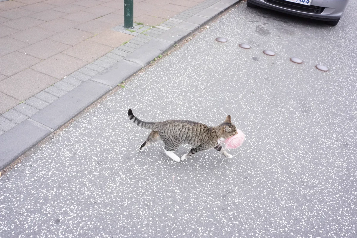 ふわふわの毛糸の束をくわえて持ち去る猫がメルヘンでかわいすぎるｗ