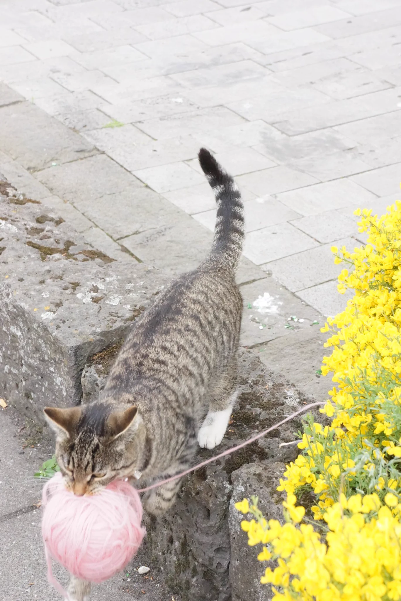 ふわふわの毛糸の束をくわえて持ち去る猫がメルヘンでかわいすぎるｗ