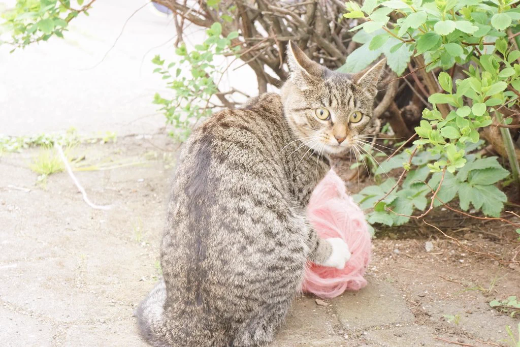 ふわふわの毛糸の束をくわえて持ち去る猫がメルヘンでかわいすぎるｗ