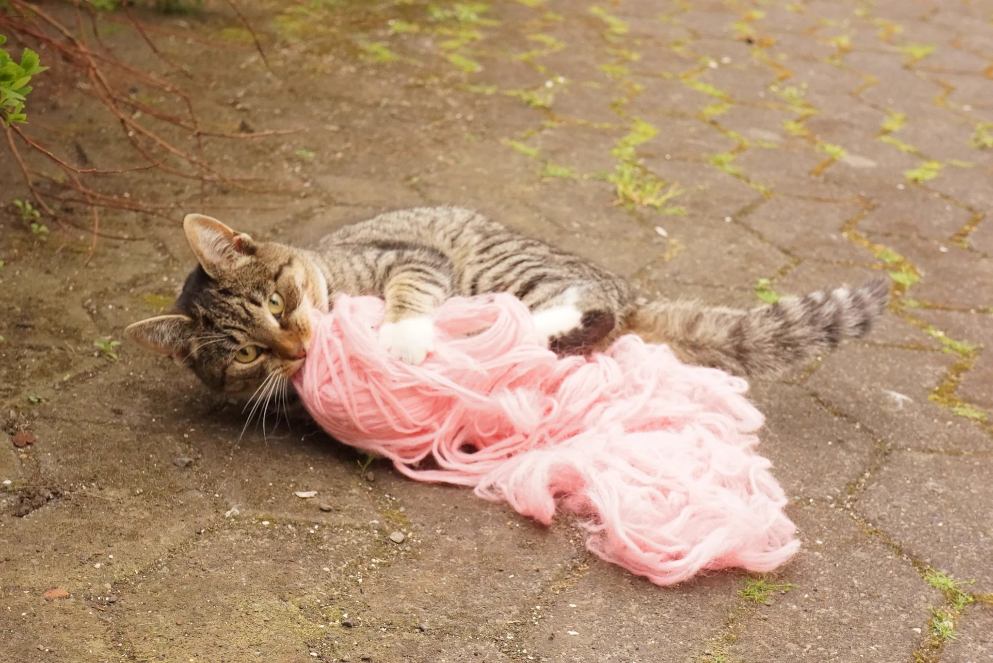 ふわふわの毛糸の束をくわえて持ち去る猫がメルヘンでかわいすぎるｗ