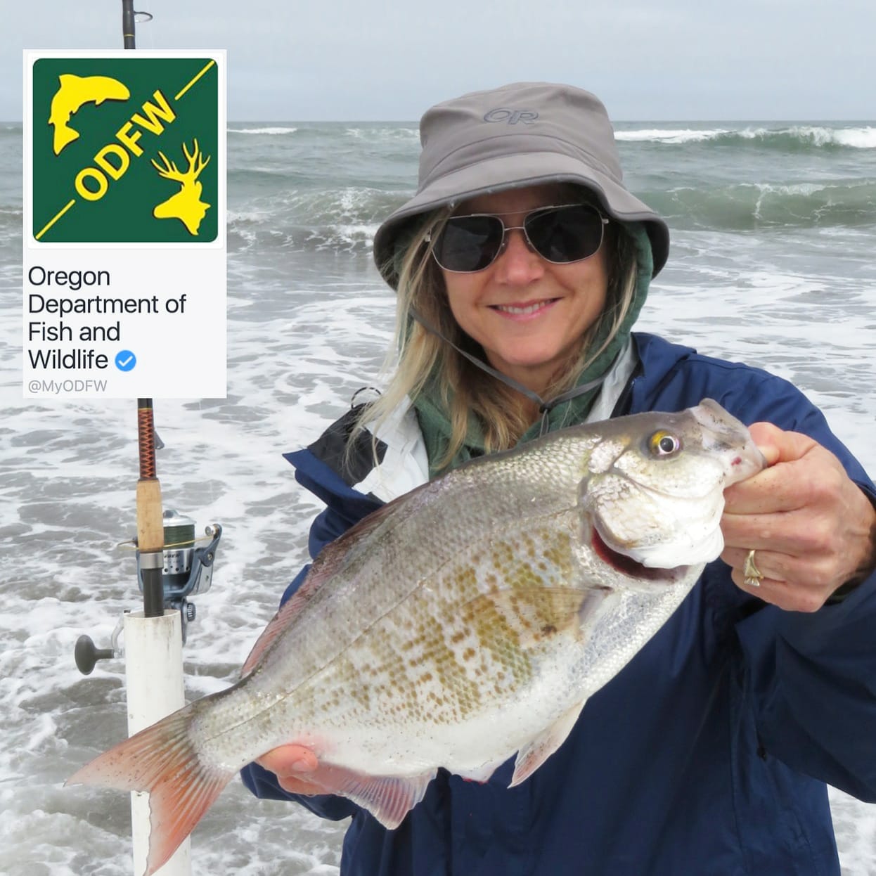 Oregon Department of Fish and Wildlife on X: Tomorrow we're going live at  noon with @ScottHaugen and @TDHAUGEN to talk about how to cook up surf perch.  Surf perch fishing has been