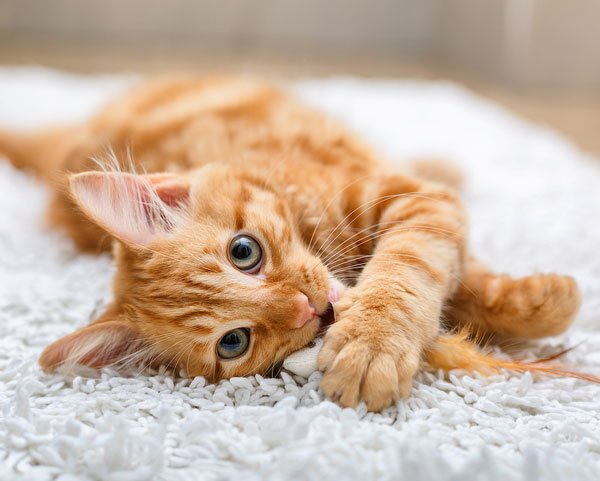 NHLBlackhawks's tweet image. if you                             then you don’t 
don’t love                      deserve 
me at my                       me at my