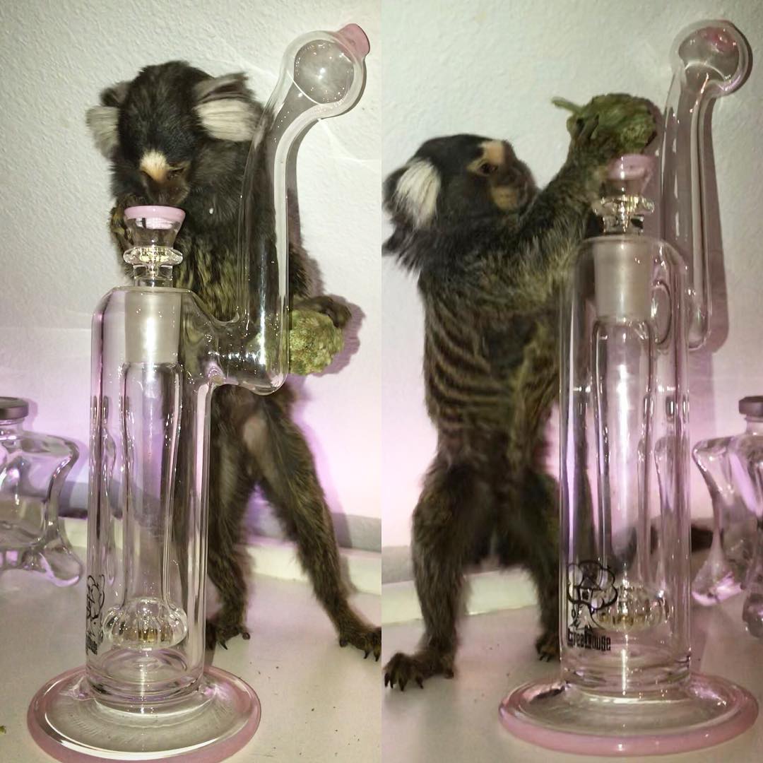 HIGH_TIMES_Mag's tweet photo. He can pack bowls?! 🐵 Helper monkey #goals. 

📸: Via https://t.co/FKKSfy68Rc https://t.co/RU0VpUYWf2