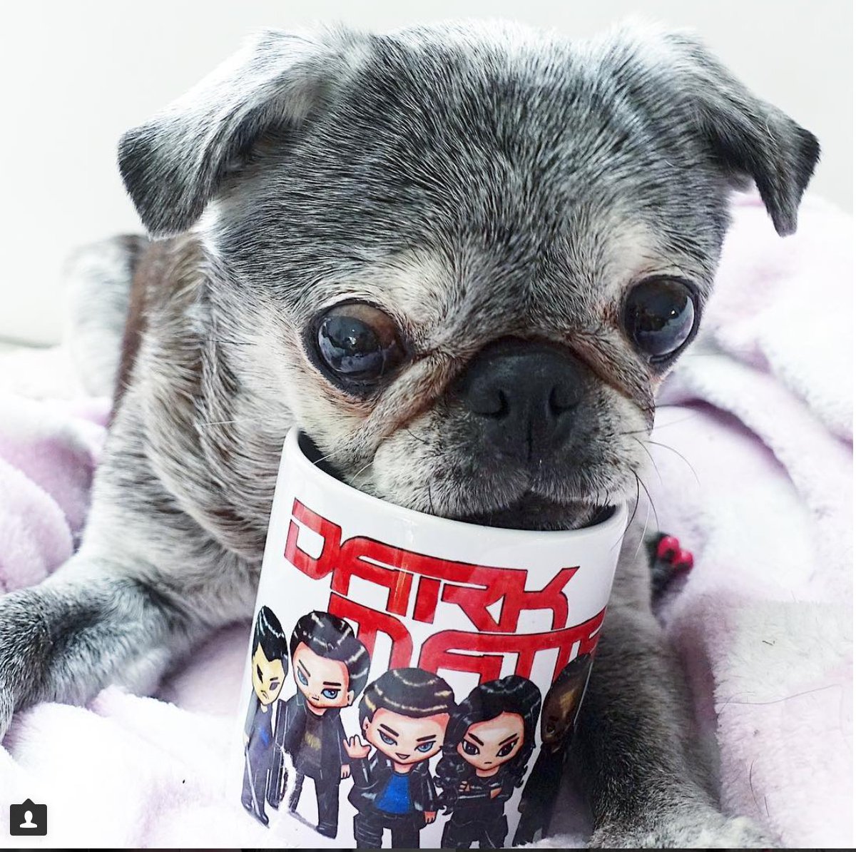 BaronDestructo's tweet photo. Suji brokenhearted after syfy's cancellation of #DarkMatter
#pugs #pugchat https://t.co/9j1rxiNCXg