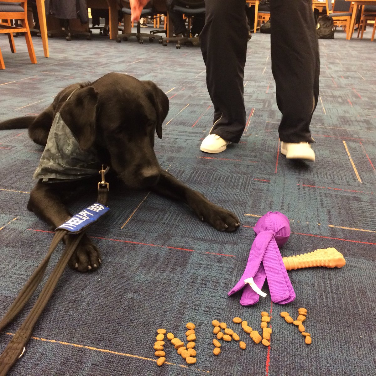 EvnglstaLabLab's tweet photo. I love getting petted by mids! Good luck on 12 week exams. #gonavy #beatexams #therapydog #binzel https://t.co/RzD1Qh3LJU