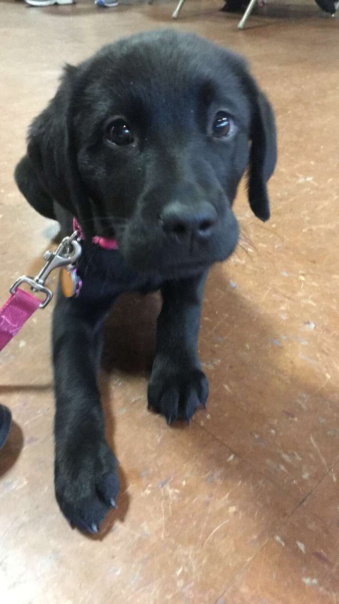 kitkat112789's tweet photo. Made a mental note that while puppies are adorable, they’re a pain when it comes to having to keep bending to their level and getting them to walk. And teeth. #RaiserProblems #ImNotAChewToy https://t.co/hlOl4yyhuA