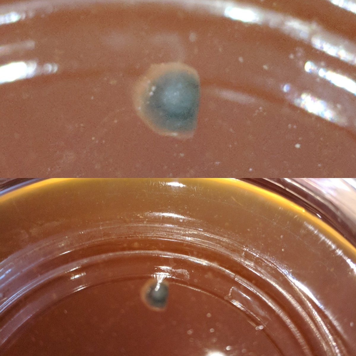 imcabby's tweet image. Death of a SCOBIE😭 gotta start all over again. 

#kombucha #scobie #fermentedtea #ferment #fermentation #blacktea #greentea #mold #pissedoff #startingover #1stattempt #jun #probiotic #Tea #fitnessmodel #fitness #drink #1gallon #health #advice #goals #wellness