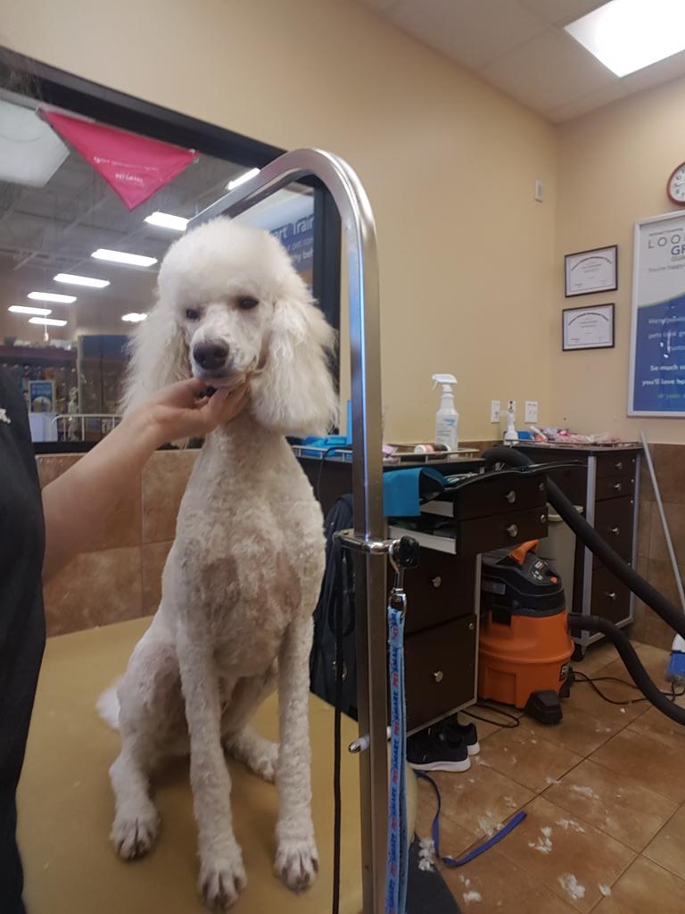 Lacie #2233 #CNY Extreme Makeover #northeastgrooming