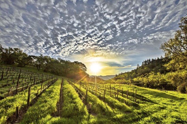 WineBizIntel's tweet photo. Sometimes, the best way go at something is to look straight into the glaring face of it....and go after it! Good night from Wine Country.🥂
.
.
.
.
 #aboutthe🍷 #allaboutwine #allnatureshot #country_features #canonusa #canonbringit #everything_imaginable #experiencecalifornia … https://t.co/d7fCUwtyoN