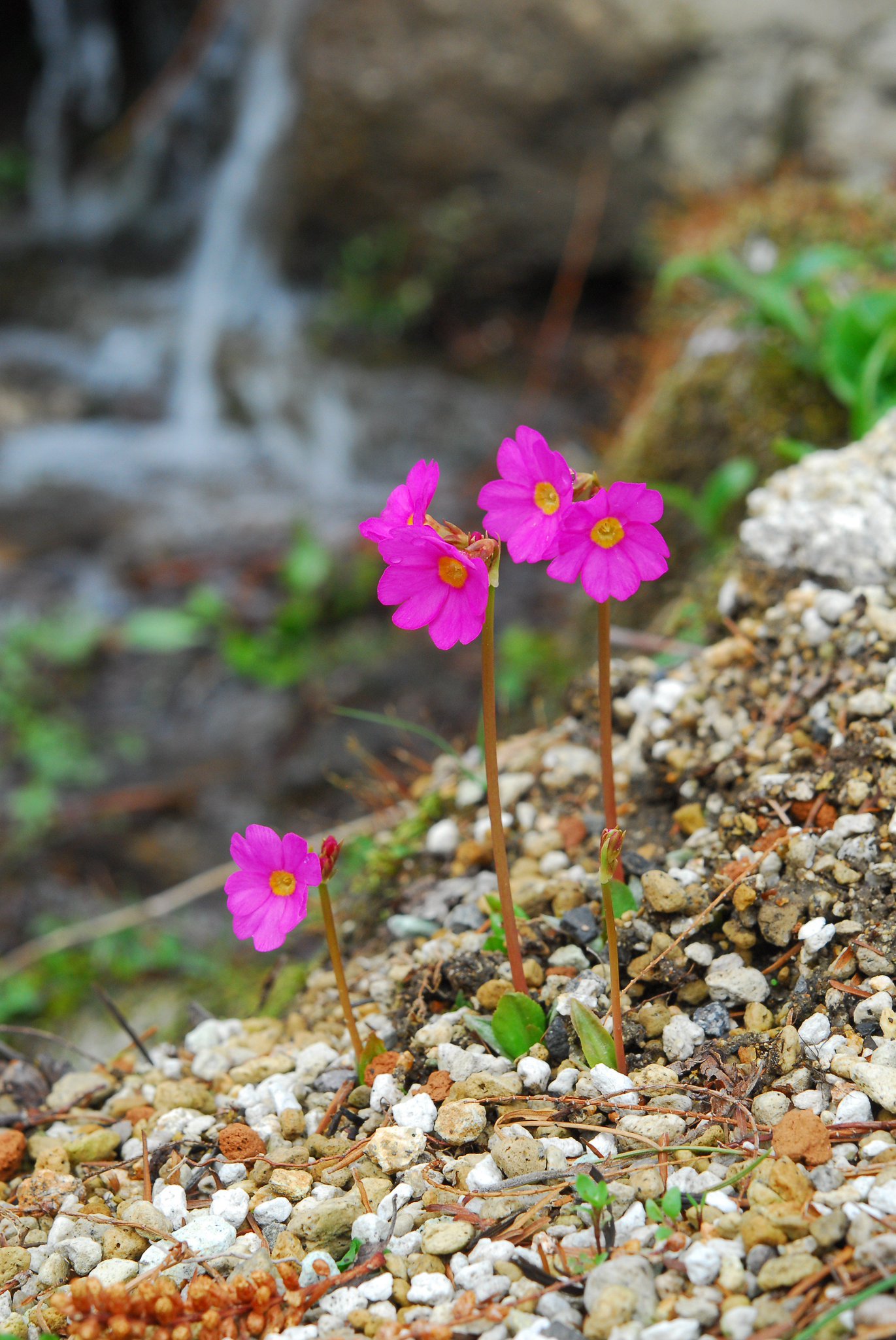 六甲高山植物園 Auf Twitter 海外のサクラソウの仲間 咲いています 薄い黄色のプリムラ ブルガリス ヨーロッパに自生します ピンクの鮮やかな花はプリムラ ロゼア 球状に咲くプリムラ デンティキュラータ こちらはヒマラヤ山脈などに自生
