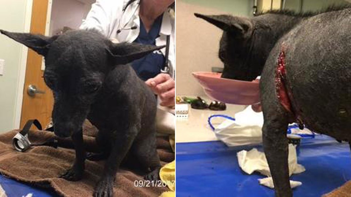 Pembroke Pines woman accused of abusing her pet Chihuahua bit.ly/2GsqwMx https://t.co/BUSHy4h1HE