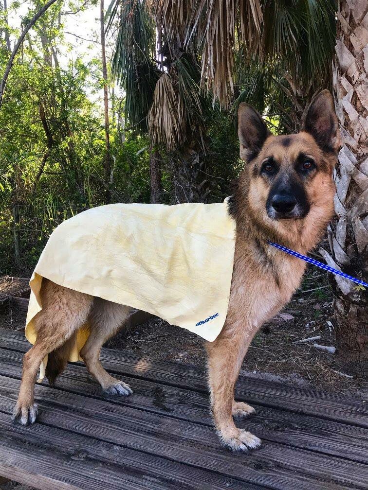 BC_GSR's tweet image. Who says the Absorber towel is just for cars?! Well, your wrong. This is an awesome tool for grooming. It soaks up and dries our dense GSD coats very quickly. Mango loved his photo op! Thank you #CleanTools for supporting us!