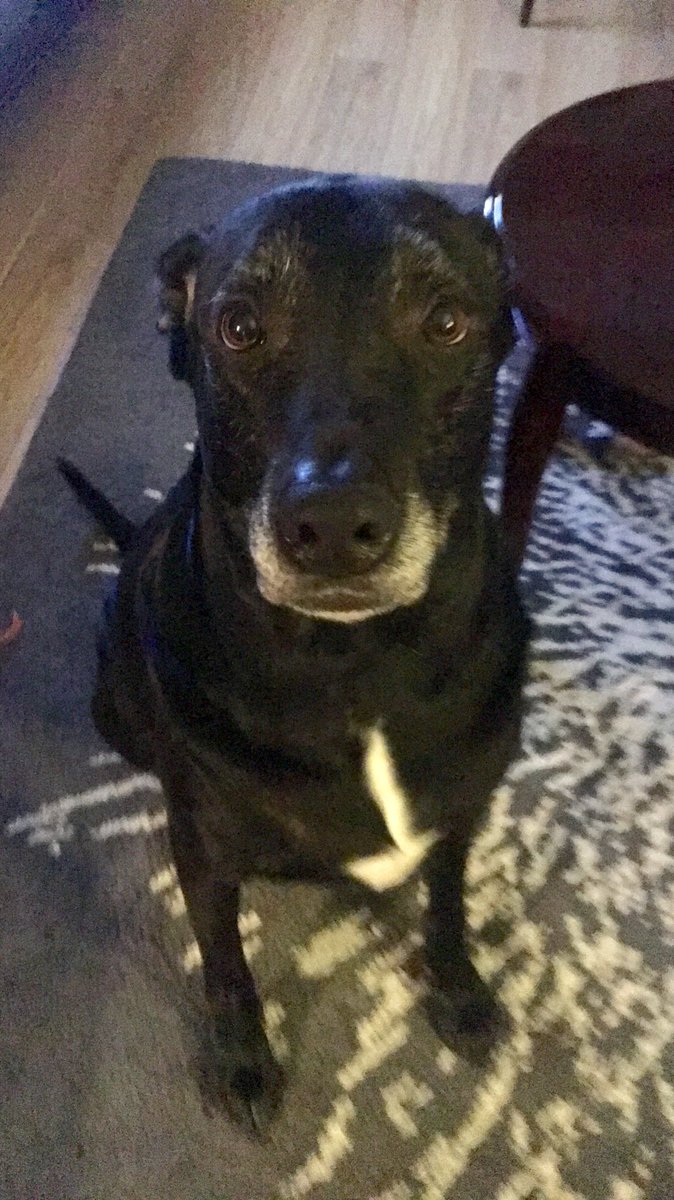 D_Professor_11's tweet photo. This “pup” is turning 6 years old next month! 😄😄🐶🐶 #Onyx #BestDogEver #ThatFace #DogsOfTwitter https://t.co/FF6N5e6X79