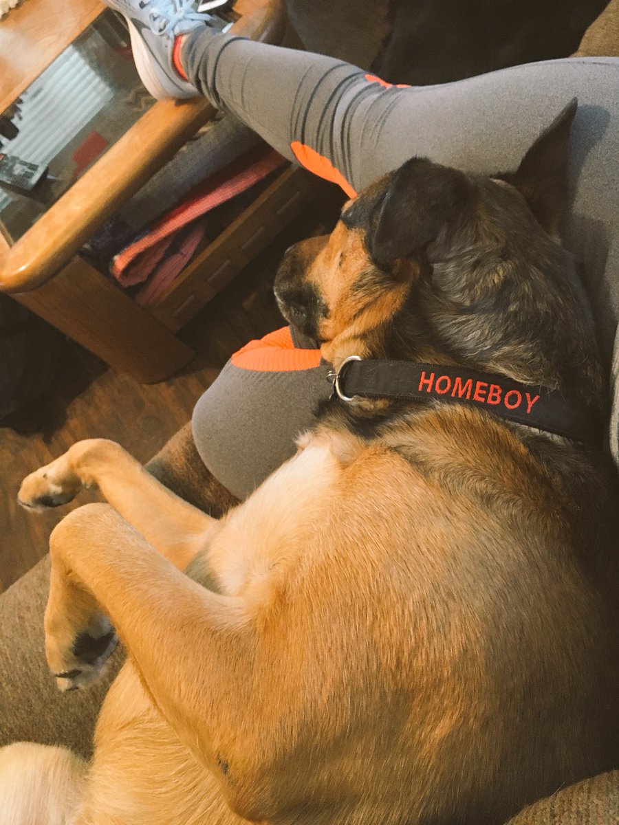 ridge_carter25's tweet photo. Apparently the floor wasn’t good enough... #homeboy #cuddleboy #lovehim https://t.co/tWc8MP31cN