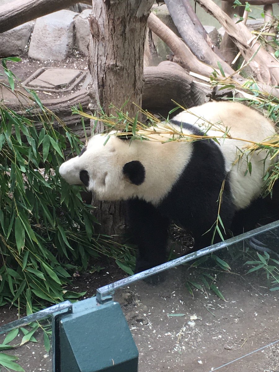 thebassman's tweet photo. Pandas!! (@ Panda Trek - @sandiegozoo in San Diego, CA) https://t.co/gBcu2kfAR5 https://t.co/u1KP9qxb1I