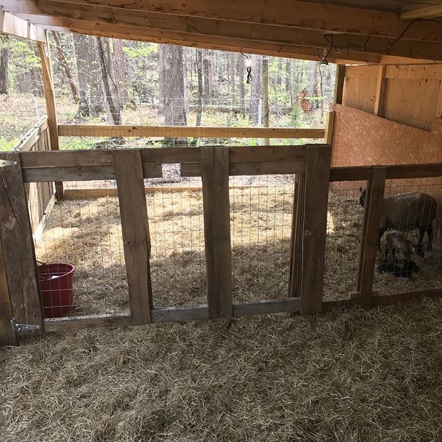 Only 10 lambs late, but we got the nursery done. Finally! #shetlandsheep #sheeplife #sheepofinstagram ift.tt/2GwIYne