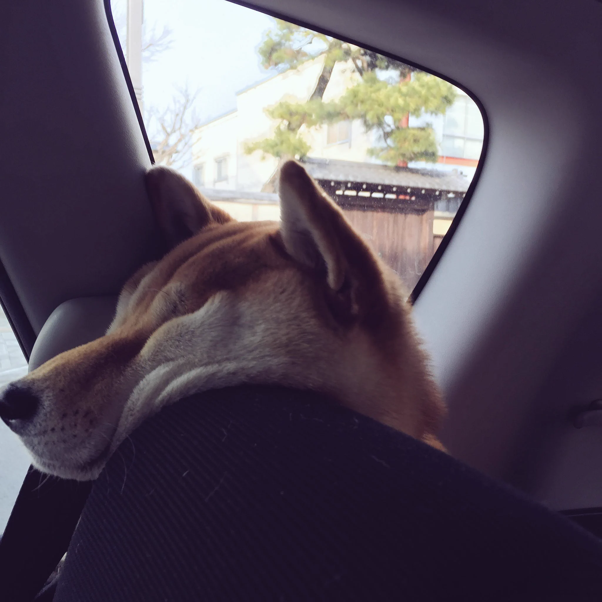 どうしても前に行きたいｗ車の後ろから顔を押しつけて前に出ようとする犬ｗ