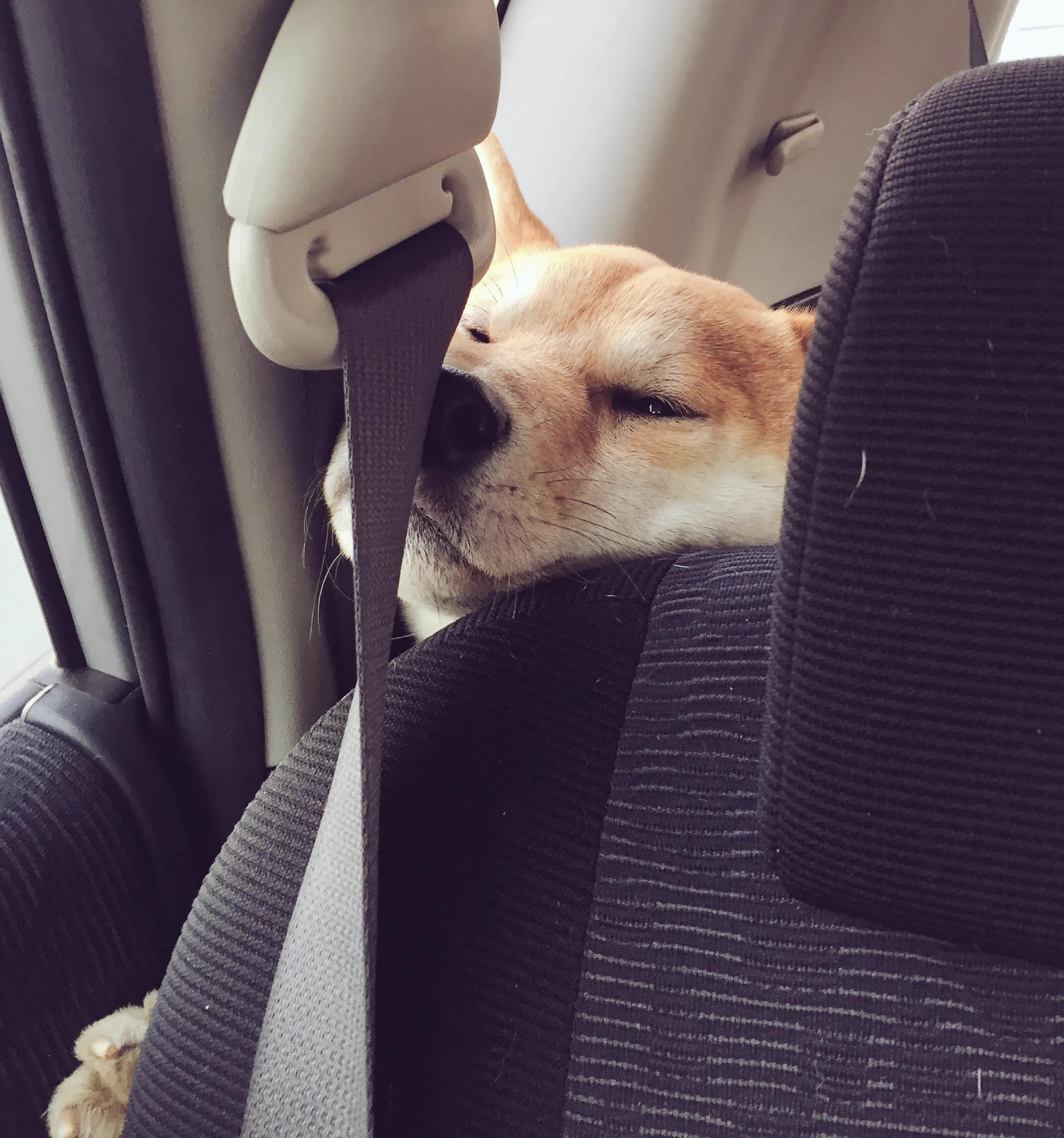 どうしても前に行きたいｗ車の後ろから顔を押しつけて前に出ようとする犬ｗ