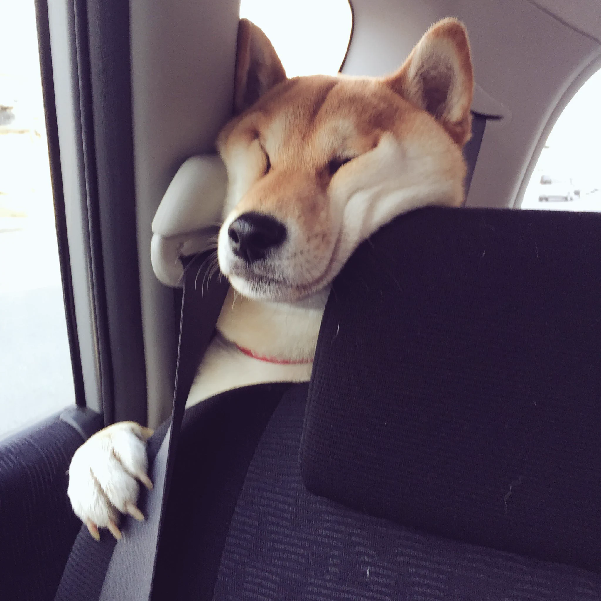 どうしても前に行きたいｗ車の後ろから顔を押しつけて前に出ようとする犬ｗ