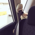 どうしても前に行きたいｗ車の後ろから顔を押しつけて前に出ようとする犬ｗ