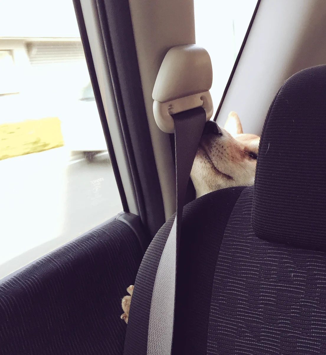 どうしても前に行きたいｗ車の後ろから顔を押しつけて前に出ようとする犬ｗ