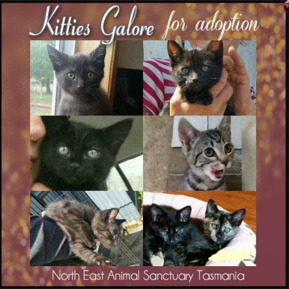 ALPR_Lost_Pets's tweet photo. #KittyKatOfTheWeek
#TasmanianLostPetRegister
#CatsOfTwitter
#NorthEastAnimalSanctuary
#TasmaniaAustralia

https://t.co/TQHcACTZxJ https://t.co/YWzUYvA4eb