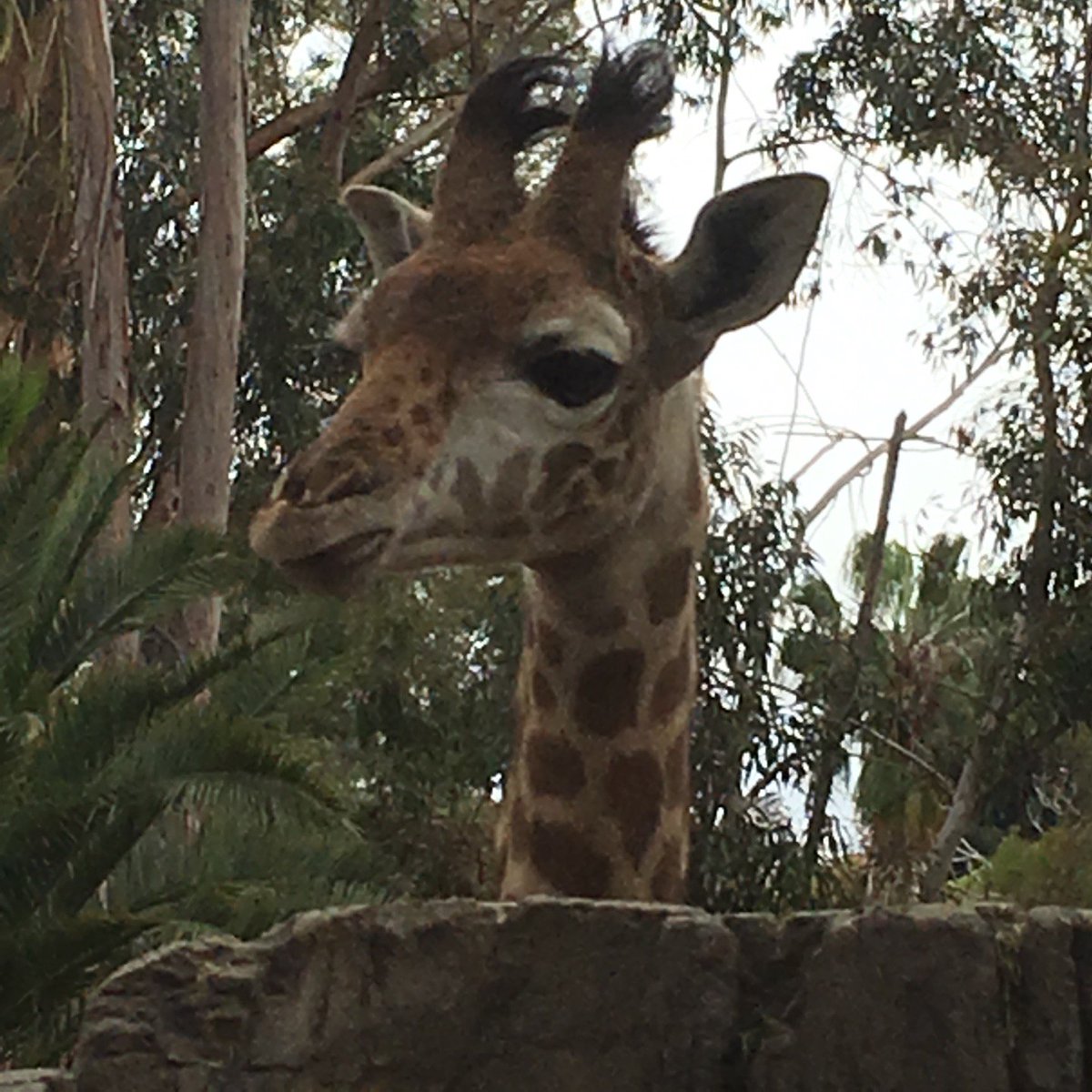 thebassman's tweet photo. Baby giraffe. So cute. (@ Giraffe Exhibit - @sandiegozoo in San Diego, CA) https://t.co/vJfYoyFsFj https://t.co/qyEIa71JdQ