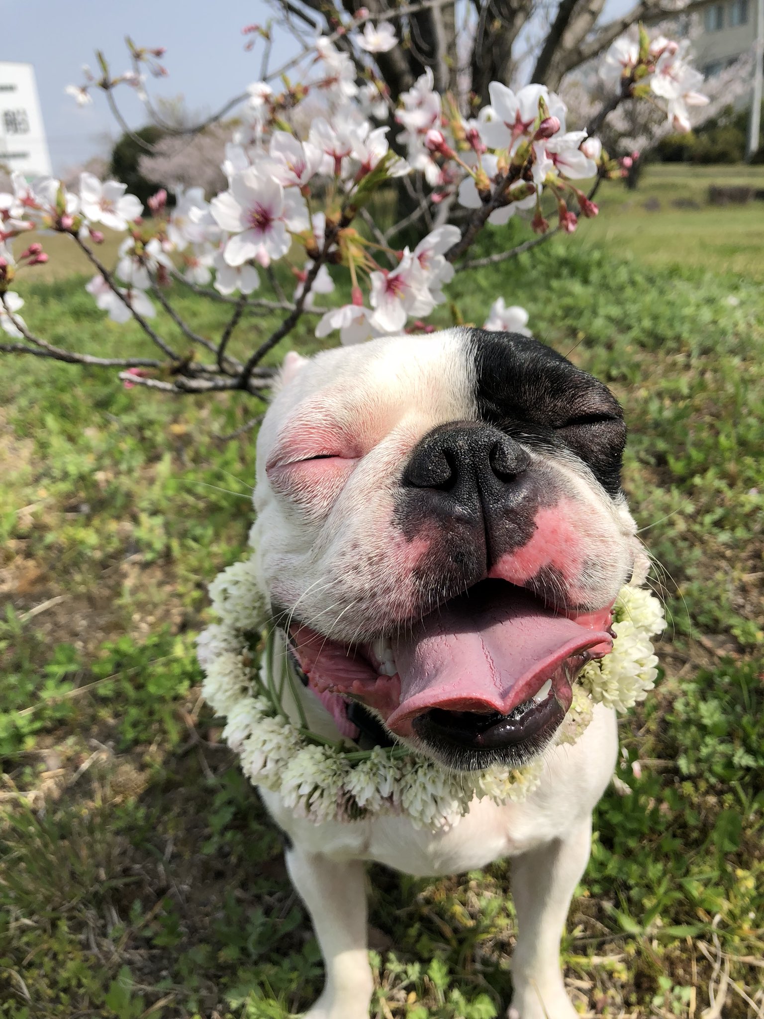 タカセ 何回見ても可愛い ブサカワって言葉は嫌い 可愛いで良くない っと思う私 笑 ブサイクちゃうし 可愛い 犬 ボストンテリア Bostonterrier 愛犬 花見 T Co Vwntcjlgbd Twitter