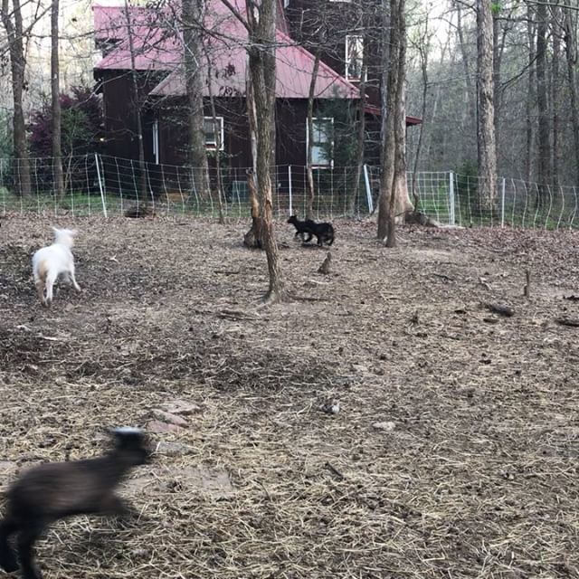 Dinner time lamb zoomies. Georgia woods. Best time to watch. #shetlandsheep #sheeplife #sheepofinstagram #lambs