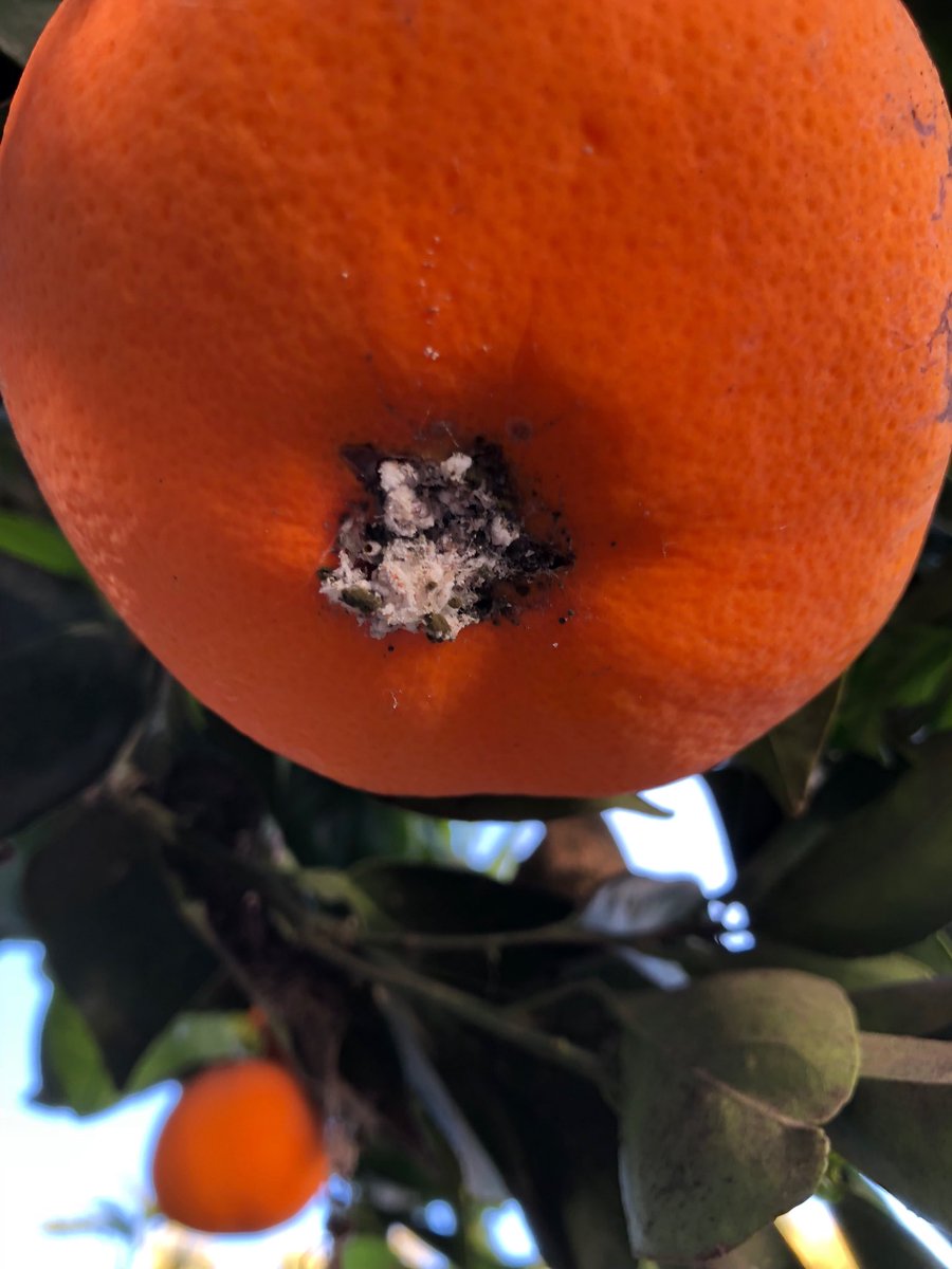 Does anybody know what this white stuff is? A lot of the oranges on our tree have it. Spiders maybe? We’re picking a ton of oranges to give away, so I just want to make sure it’s not something bad. Thanks! #gardening #help #gardeninghelp #oranges #fruittrees #fruit #growing
