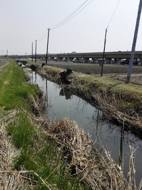 たろう桶川 در توییتر 良いカンジの木陰ポイントでしたけど 全部切られてしまいました コンクリート護岸かな タナゴ 小物釣り
