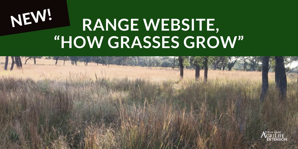 txextension's tweet photo. New AgriLife Extension range website, “How Grasses Grow,” now available: https://t.co/AGCvwh9y6e https://t.co/0Eob58Boiy