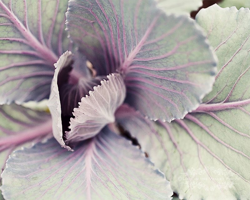 SquirrelOnALedg's tweet image. Sweet purple &amp;amp; silver tones on a baby cabbage growing in an Adirondack garden.  #photography #rusticwalldecor etsy.me/2IoJTXz