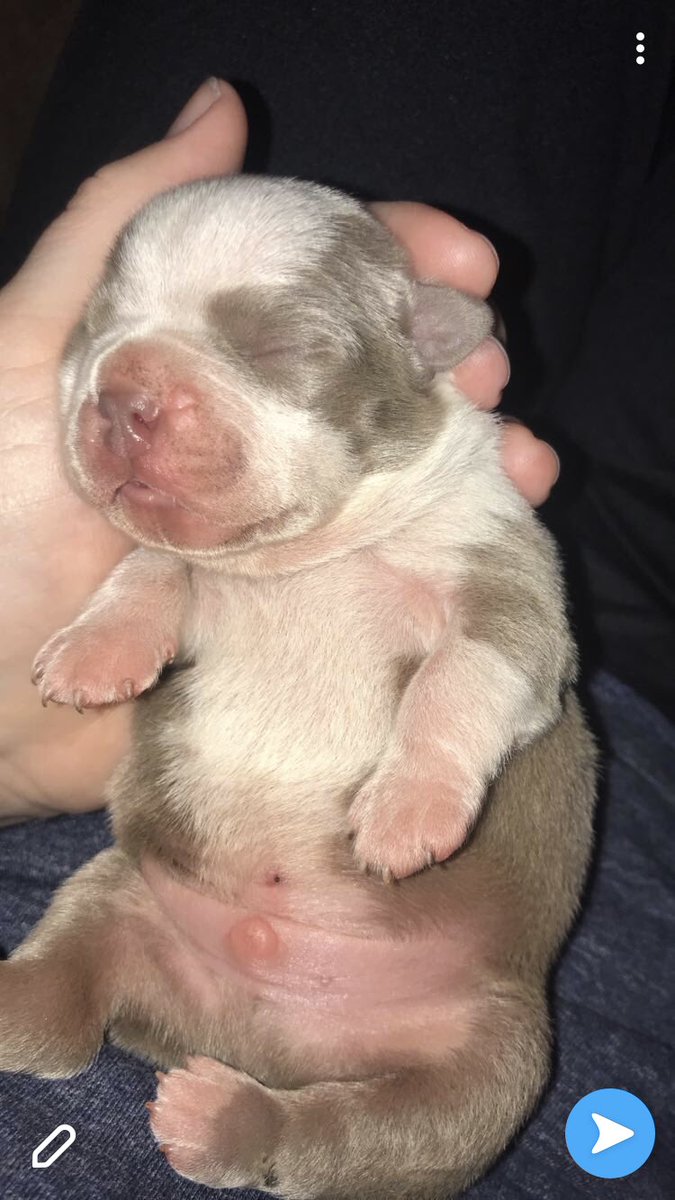 AmberJohnson00's tweet photo. Some really awesome boyfriend out there needs to buy this baby, and win bf of the year with him. #yourgirlneedsthispuppy https://t.co/bV1ai7EQ1G