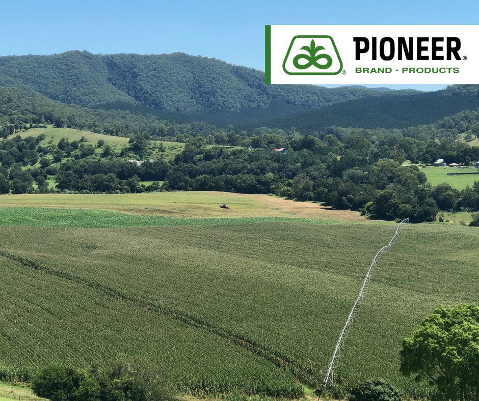 pioneerseedsau's tweet image. Picture perfect shot of Shane Paulger's irrigated crop of Pioneer® corn hybrid P1888 in #Kenilworth QLD. Shane will use it as #troughfedsilage for his 400 #jerseycows providing that extra kick of energy whilst they graze on #ryegrasspasture throughout winter.