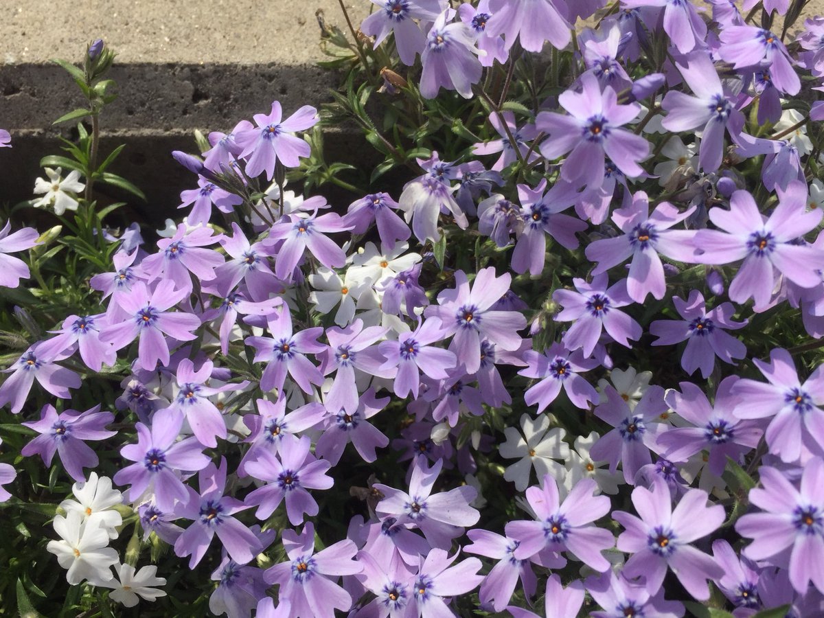 芝桜 ぢぢの庭 In 豊川 青系 オーキントンブルーアイズ やや紫がかった青 やや弱く挿し芽した苗はほぼ全滅