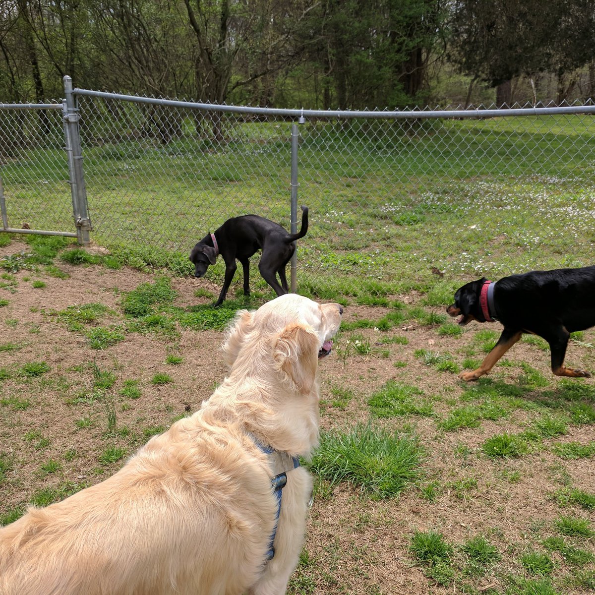 RunnerRocket's tweet image. Training time today with Molly. Even good girls have some things they can work on.
#rocketcitydogrunner #rocketcity #dogtraining