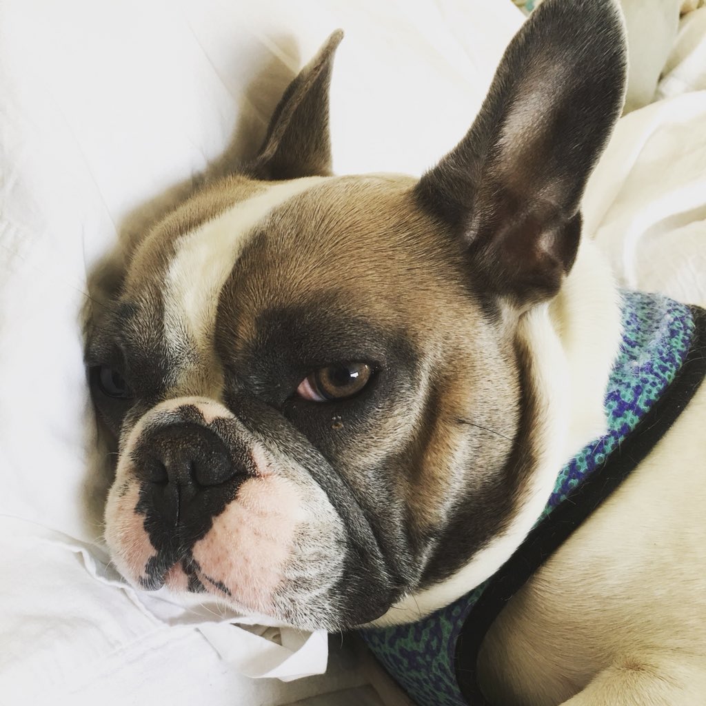 jpatelhomes's tweet photo. @ladygaga Happy Easter from Gucci my Bunny Bat Pig 😍 https://t.co/EeISzNlp3r