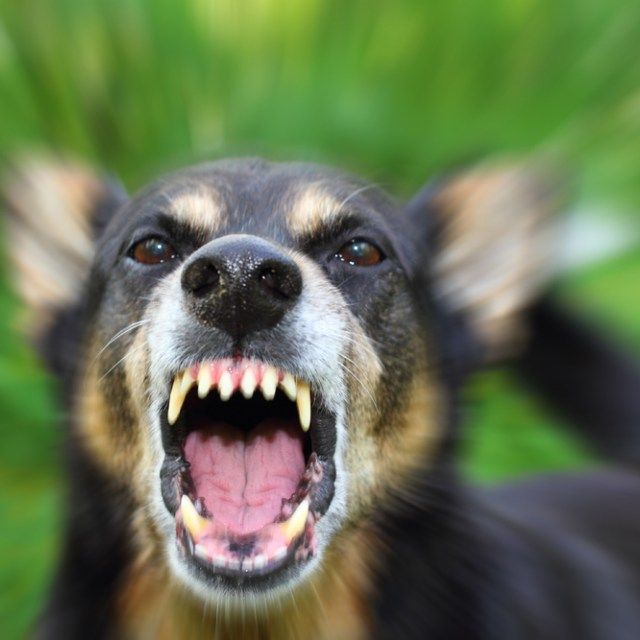 dogtrainingby's tweet photo. Dog Training By Video You Get What You Give https://t.co/hwXBKHyvCi #DogTraining https://t.co/ErzBwvdeQB