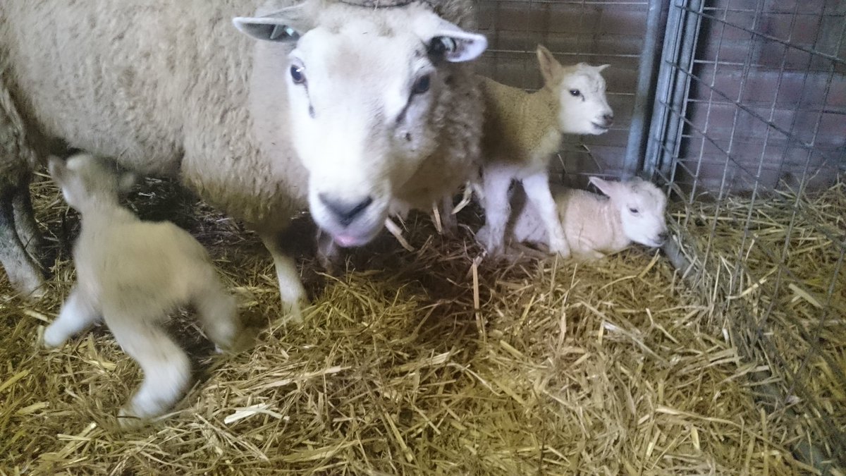 36sandjes's tweet photo. Kijk dat schiet op! #3ling #lente #lammetjes 😀😊 https://t.co/Q12wfvmv2u