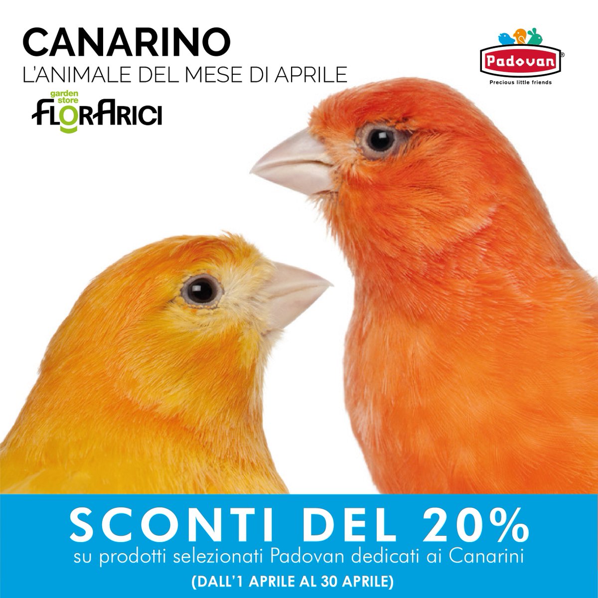 🌼E con Aprile inizia il #mese del #canarino : sconti del 20% su prodotti selezionati dedicati ai canarini! 🐥