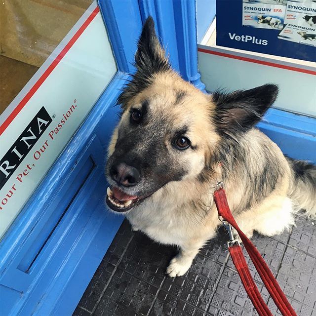 declan_dogblog's tweet photo. Very soggy dog waiting outside the place that gives me biscuits. 👩🏻 calls it the Vets &amp; mentioned something about me having a broken tooth taken out but I’m just waiting for my free biscuits 
#declandog 🐕
#oblivious
#sorrypal #callthetoothfairy 🧚… https://t.co/5EWAnCZFPy https://t.co/ss2PDKP8qP